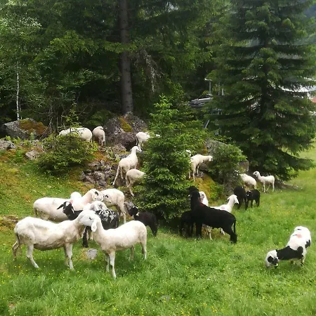 بيت ضيافة Haus Pechtl 3*