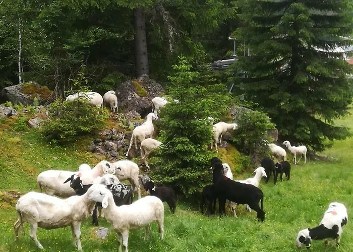 بيت ضيافة Haus Pechtl 3*