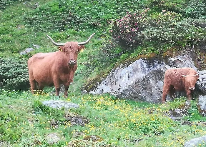 بيت ضيافة Haus Pechtl